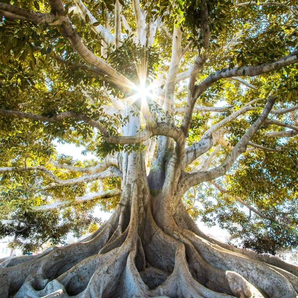 alter Baum mit zahlreichen Wurzeln