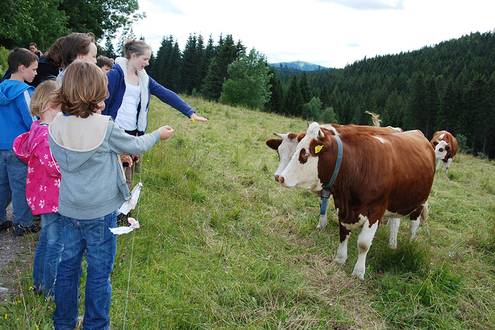 Kinder auf der Wiese mit Kühen beim Haus Feldberg-Falkau
